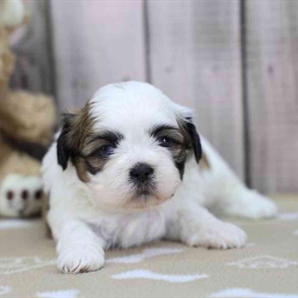 pet-img