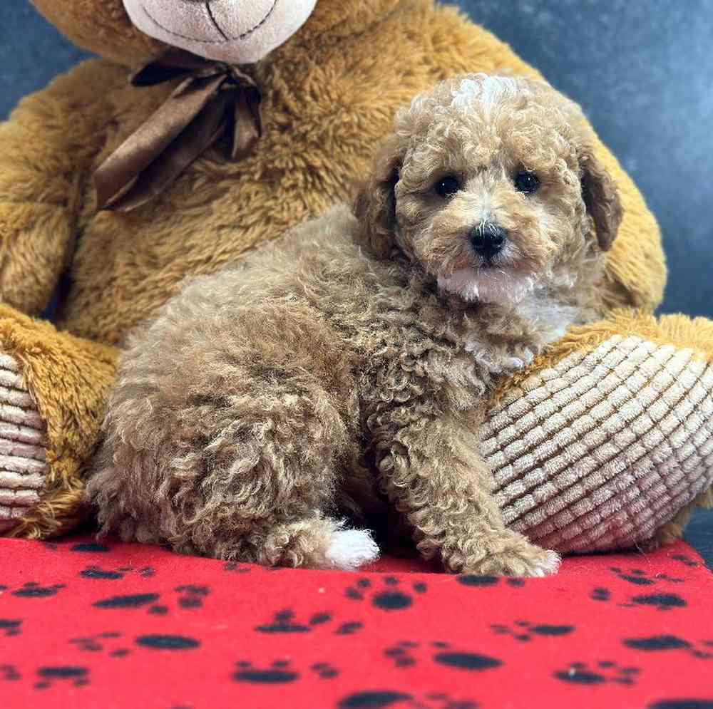 carousel pet images