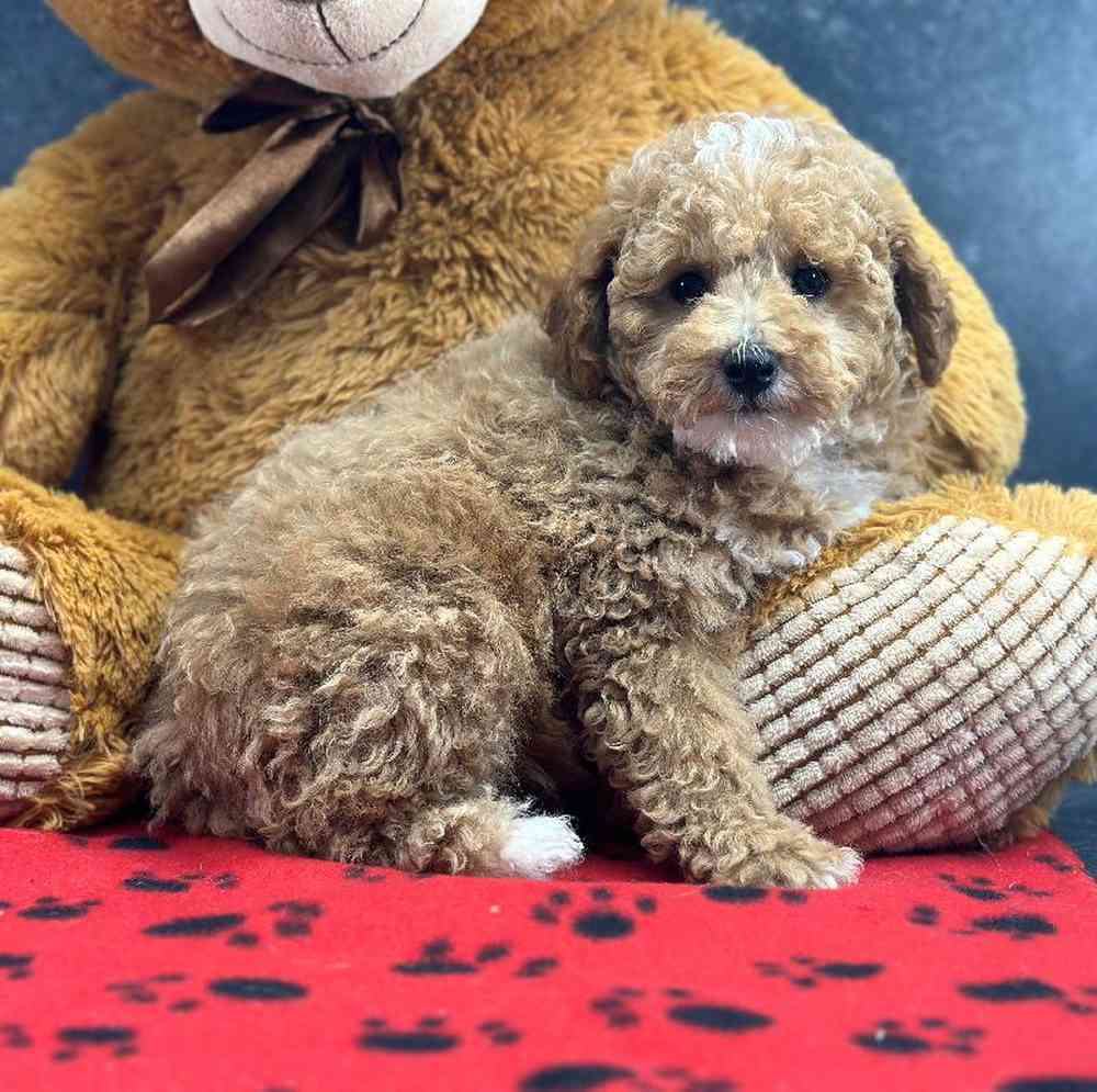 Female Mini Poodle Puppy for Sale in Millersburg, IN