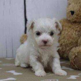 Maltese