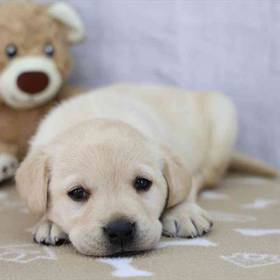 Labrador Retriever