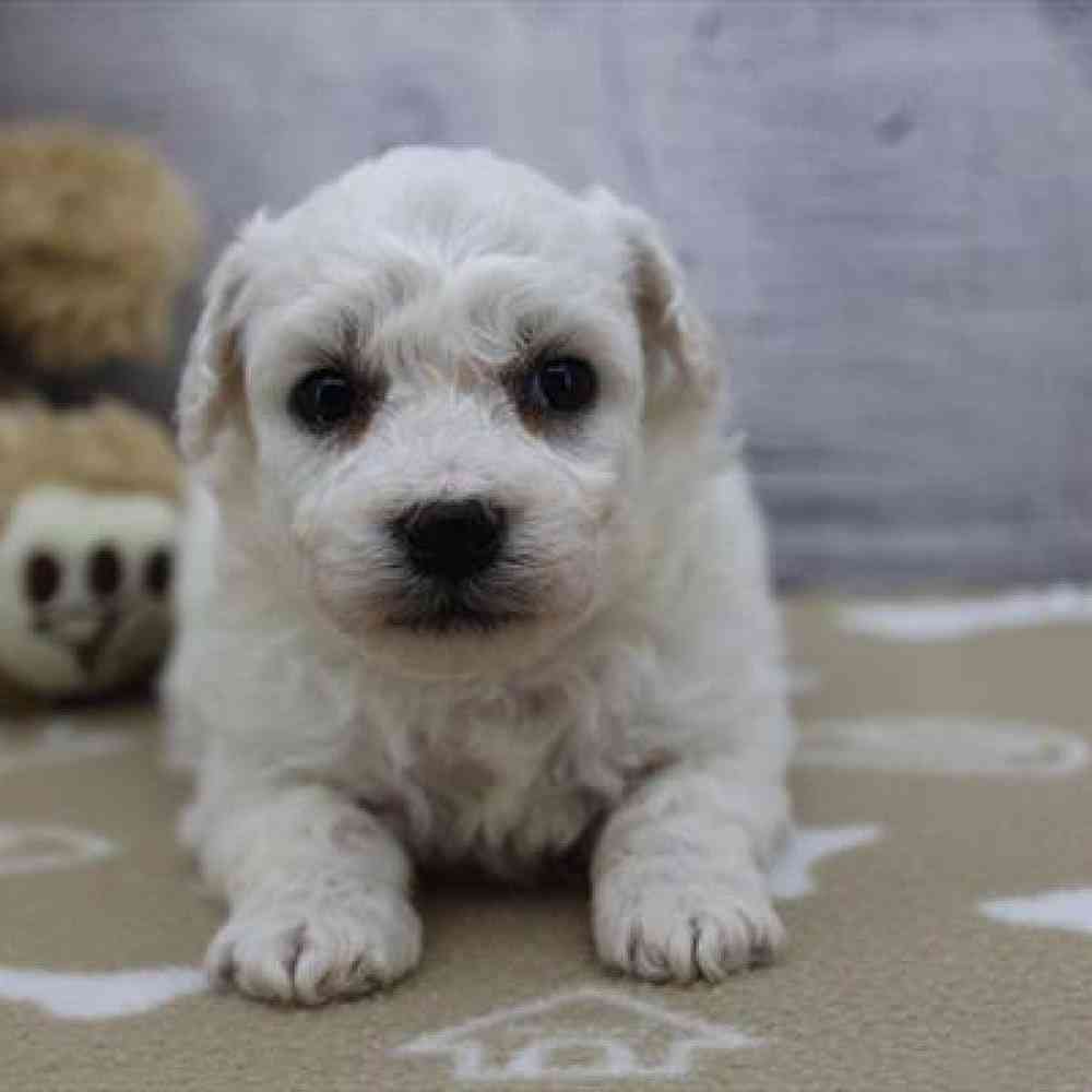 Image of a pet breed in the gallery