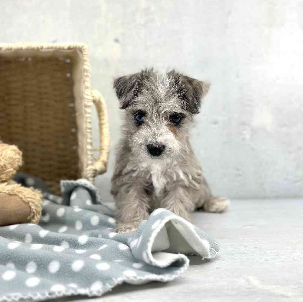 carousel pet images