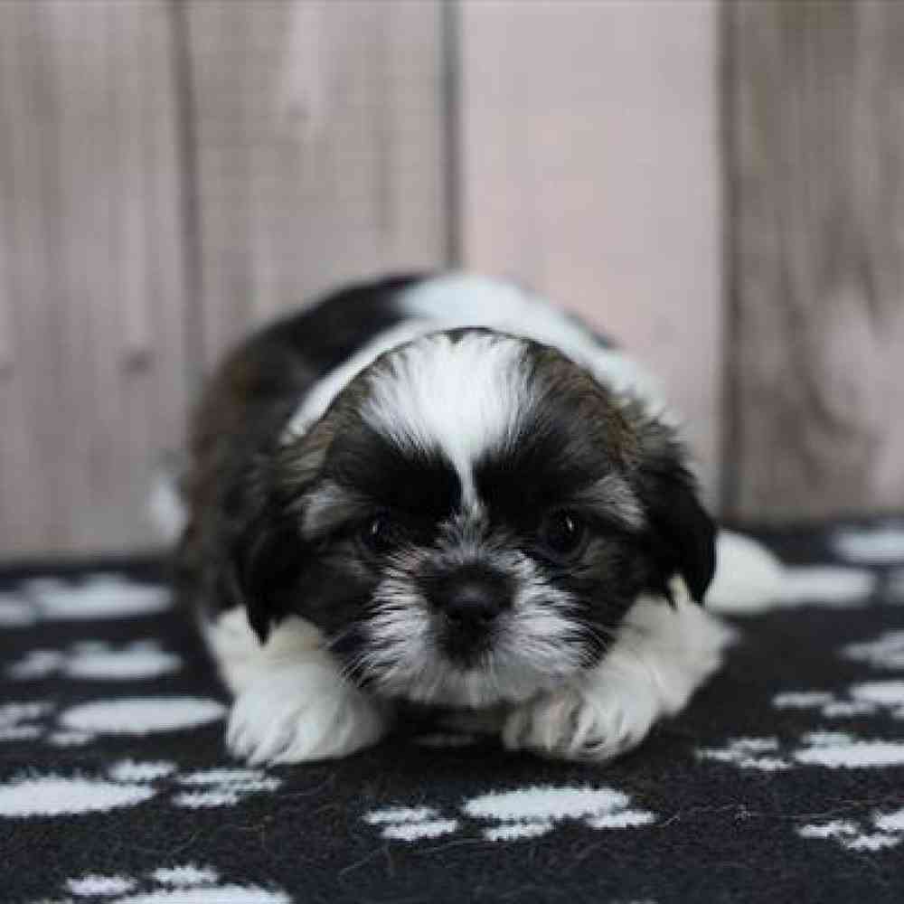 Shih Tzu Puppy for sale - Heart String Healthy Puppies