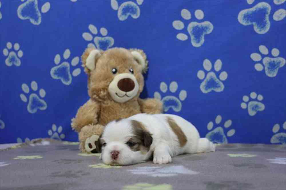 carousel pet images