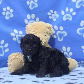 Mini Poodle