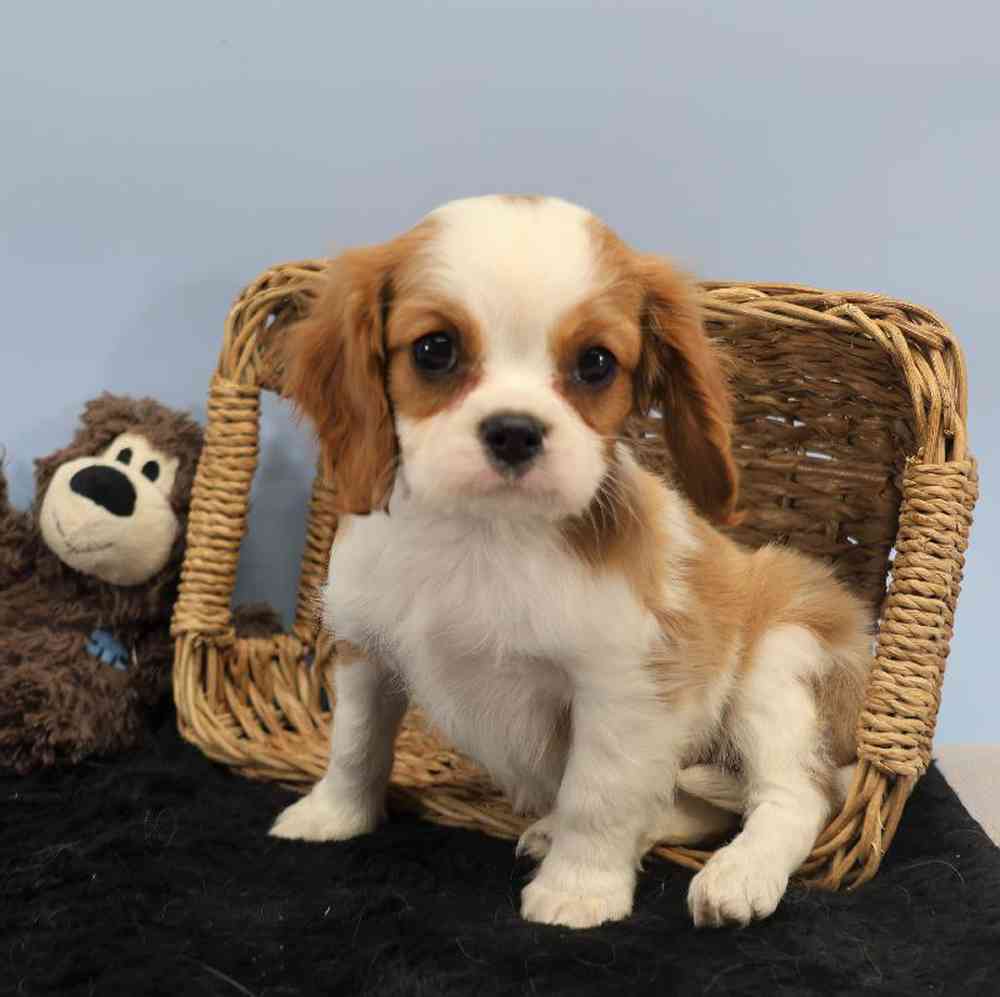 Male Cavalier King Charles Spaniel Puppy for Sale in Millersburg, IN