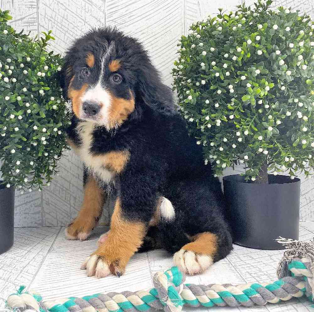 carousel pet images