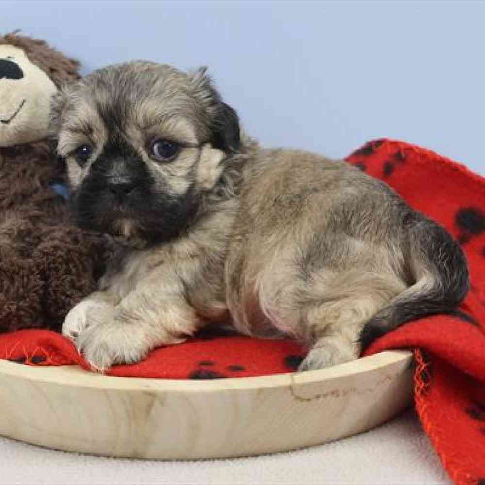 carousel pet images
