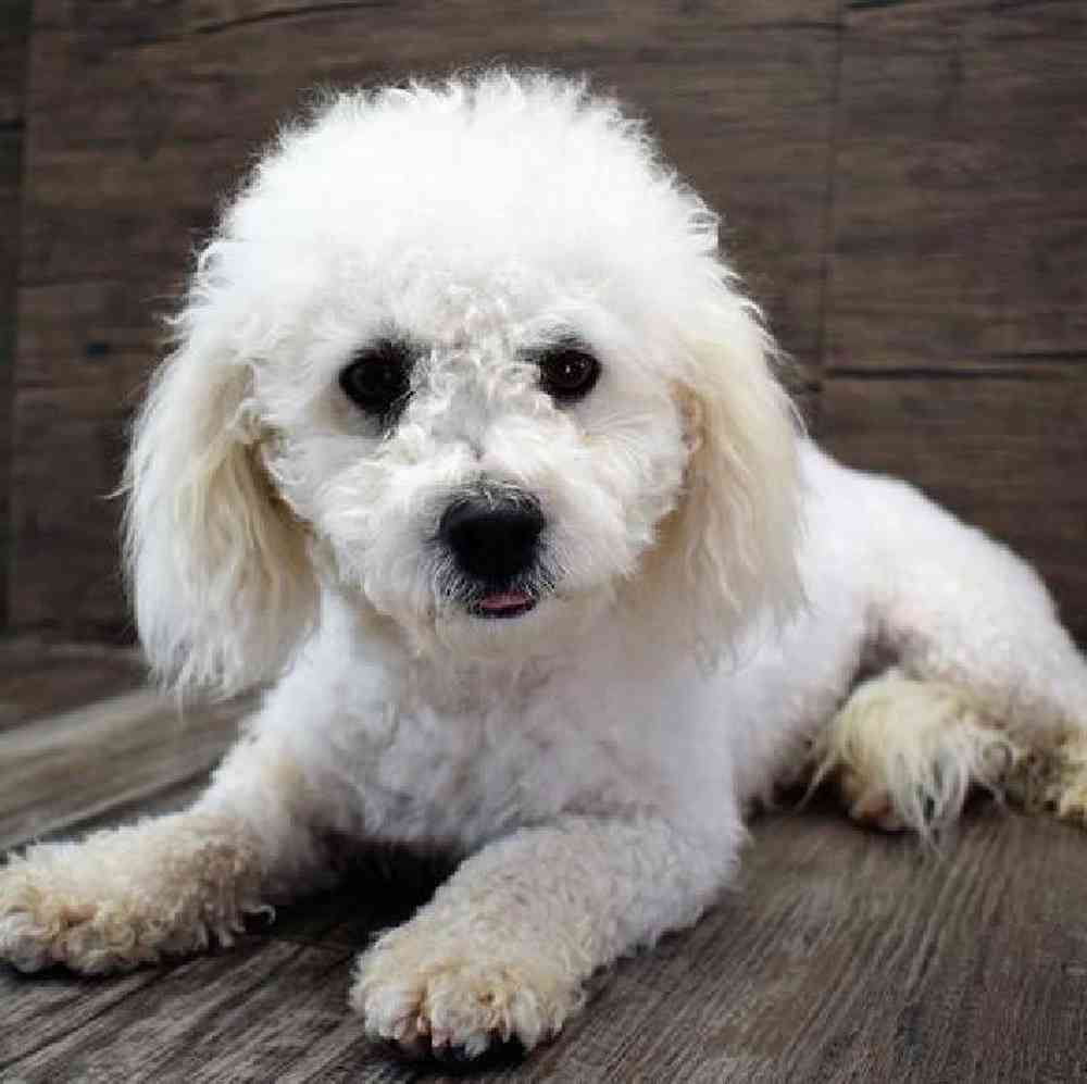 carousel pet images