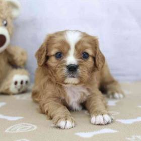 Cavalier King Charles Spaniel