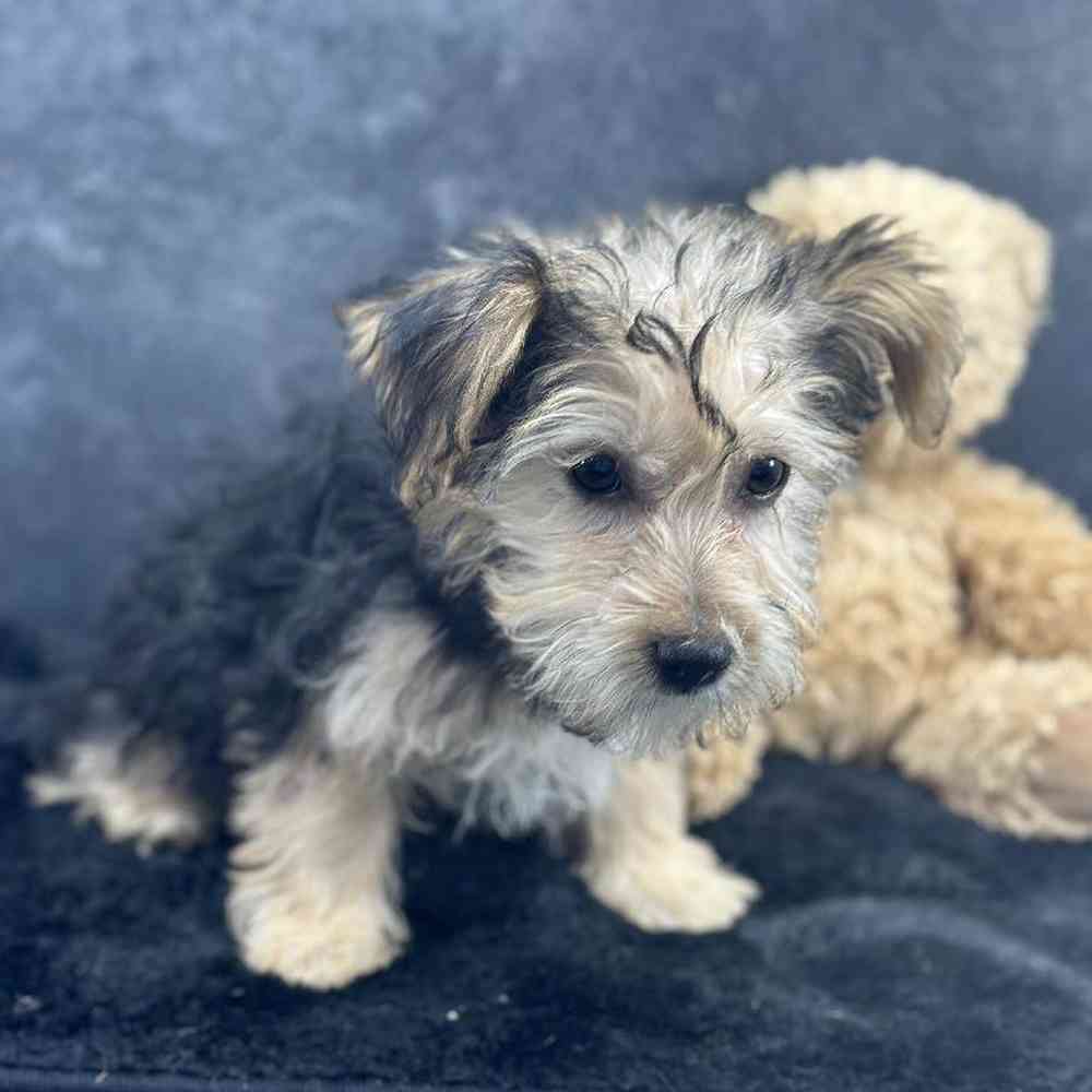 Female Yochon Puppy for Sale in Millersburg, IN