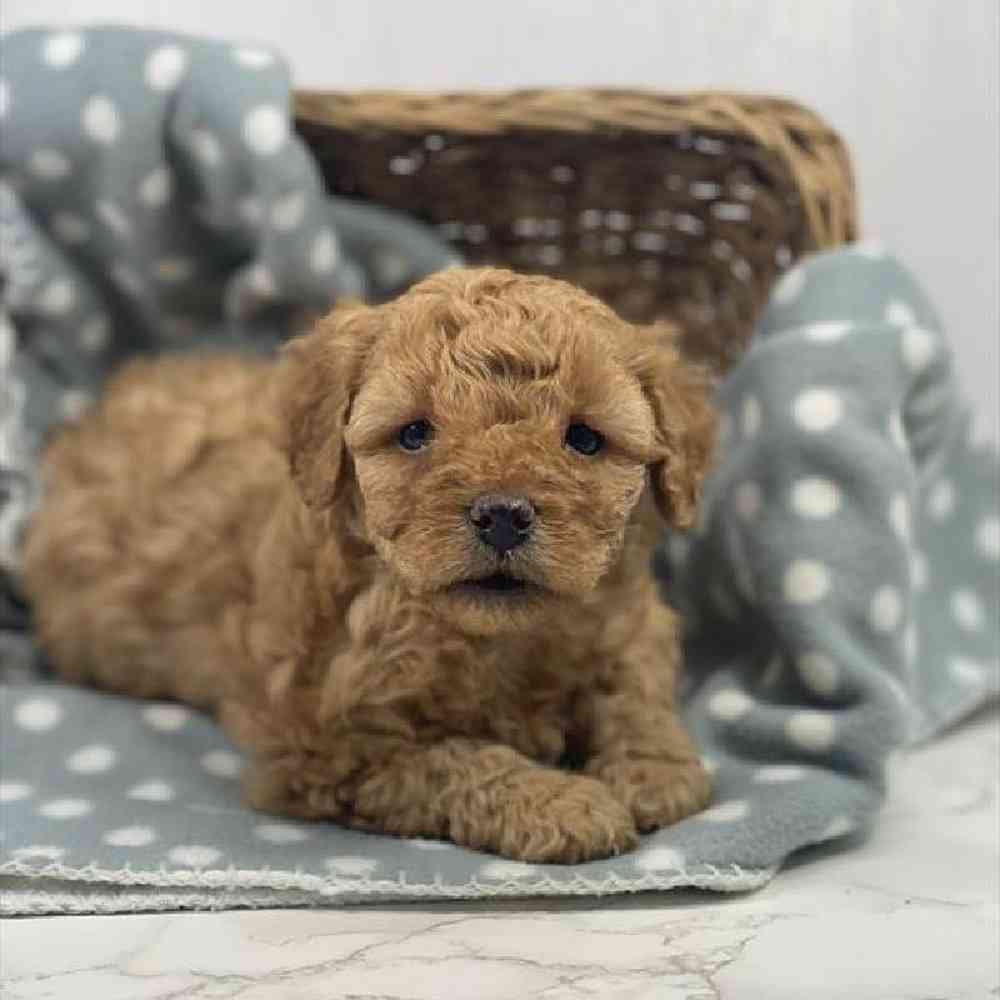 Female Cavapoo Puppy for Sale in Millersburg, IN