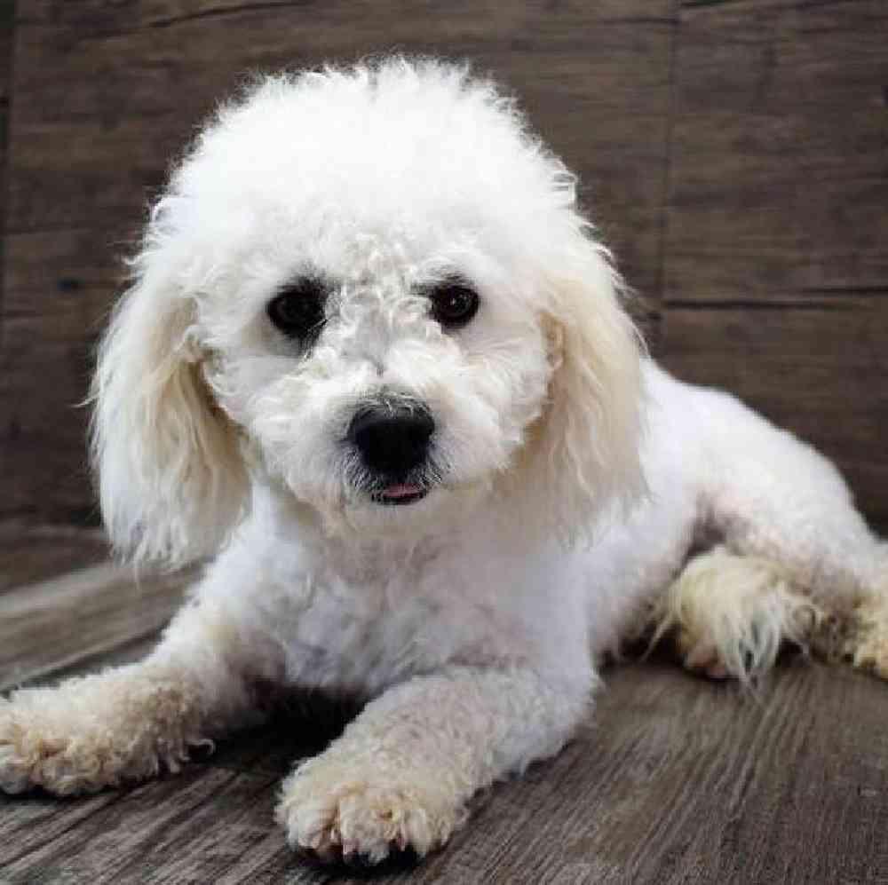 carousel pet images