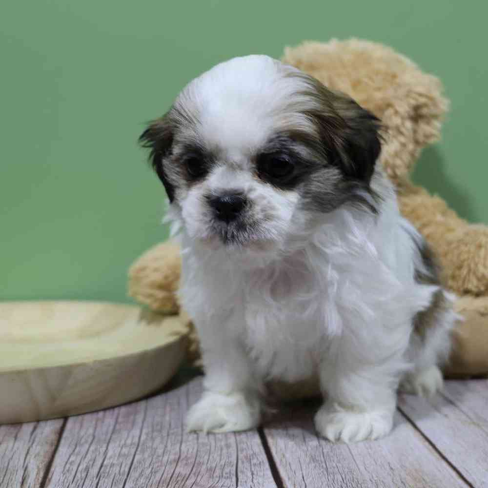 carousel pet images