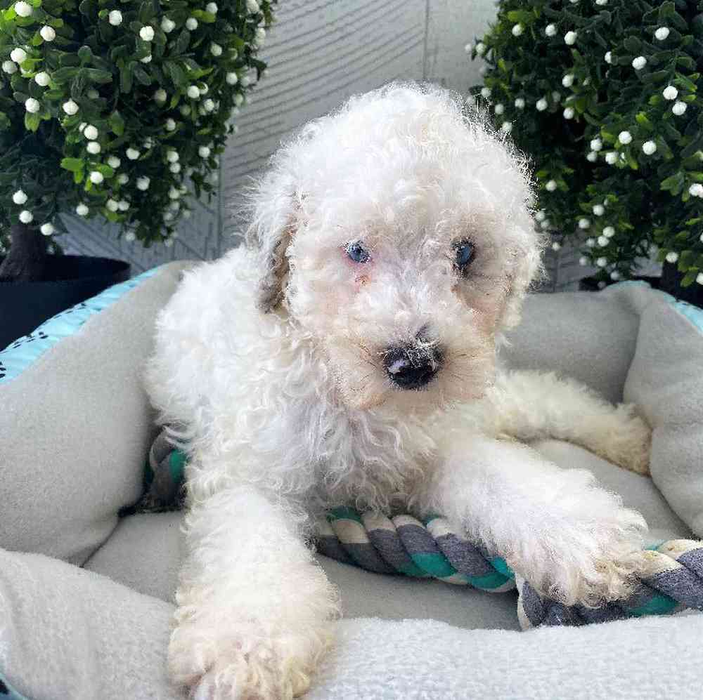 carousel pet images