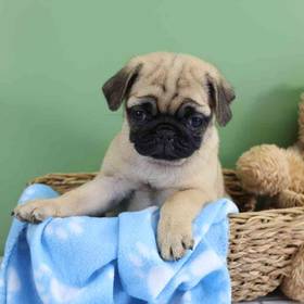 Pug
