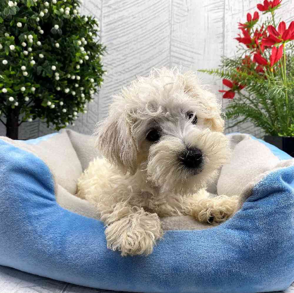 carousel pet images