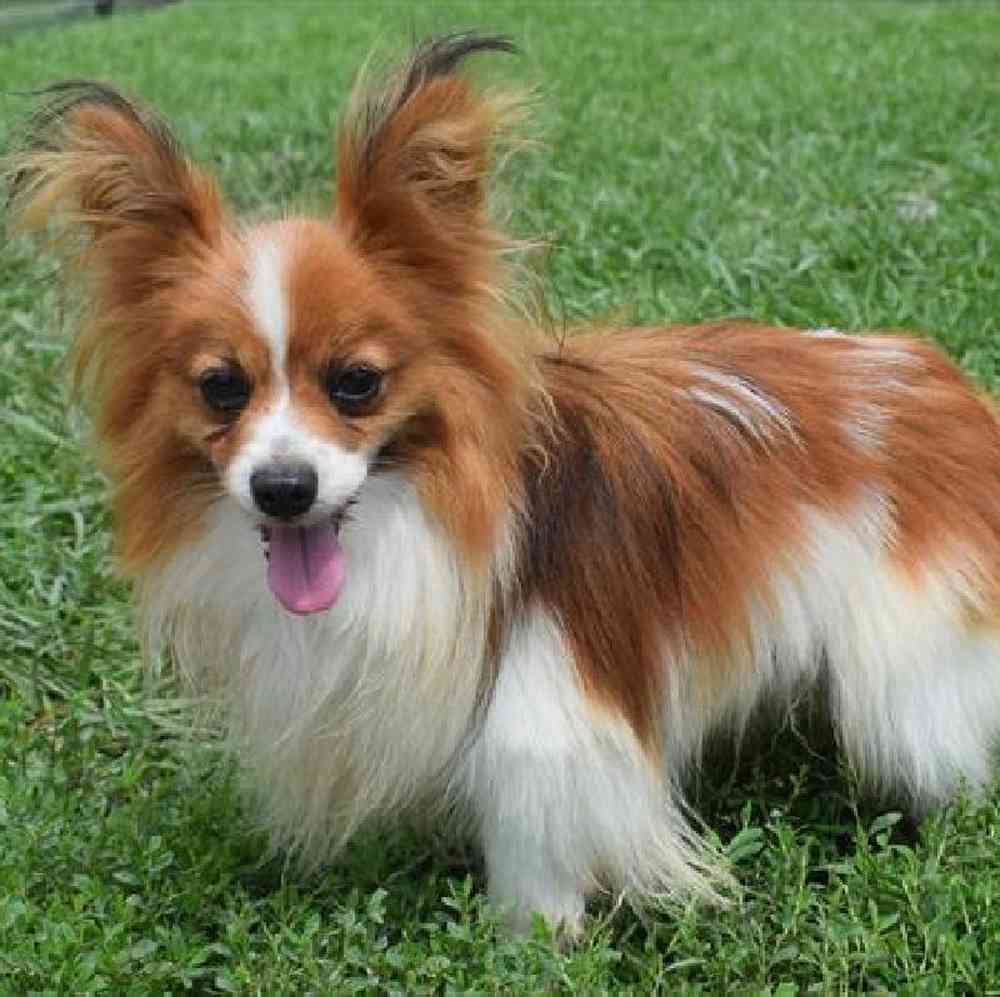 carousel pet images