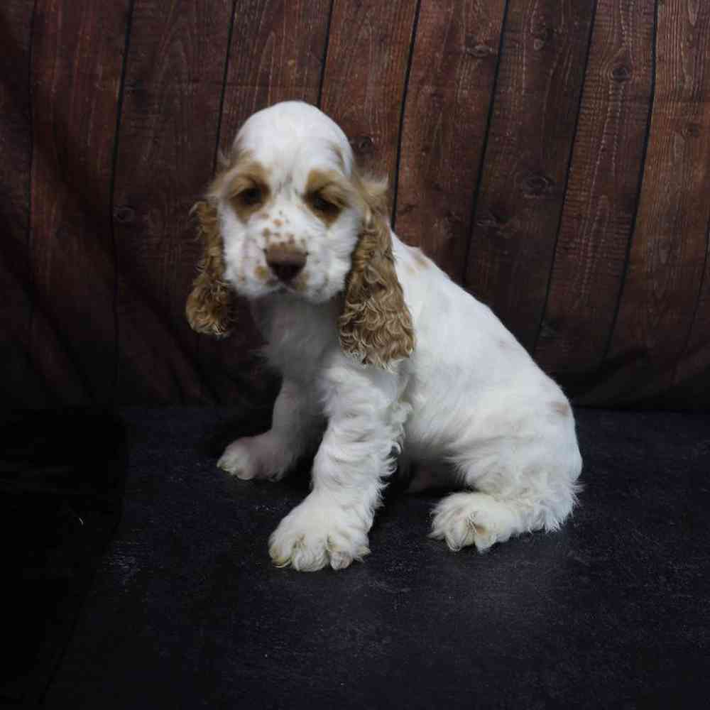 Male Cocker Spaniel Puppy for Sale in Millersburg, IN