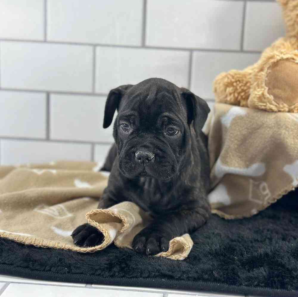 Male 1/4 Bullmastiff- 3/4 French Bulldog Puppy for Sale in Millersburg, IN