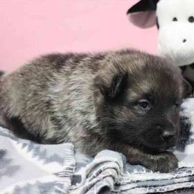 Norwegian Elkhound