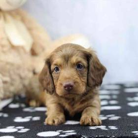 Dachshund