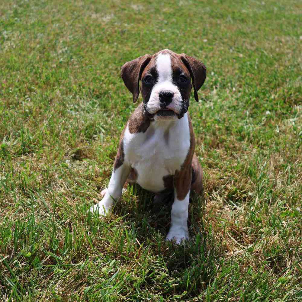 Male Boxer Puppy for Sale in Millersburg, IN