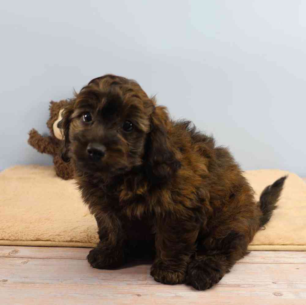 Male Doxiepoo Puppy for Sale in Millersburg, IN