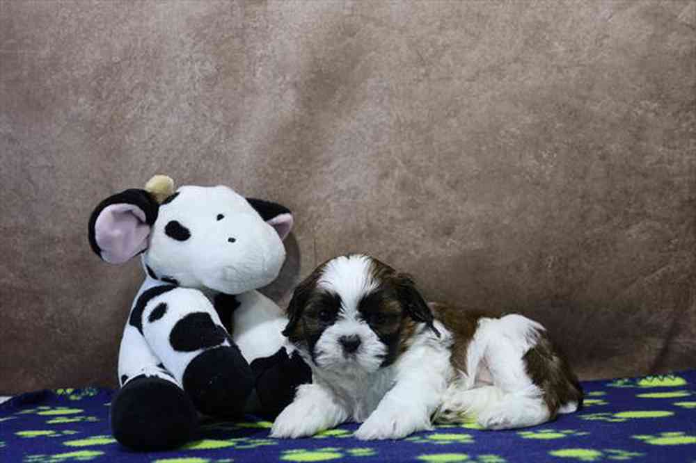 carousel pet images
