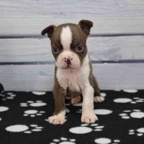 Boston Terrier