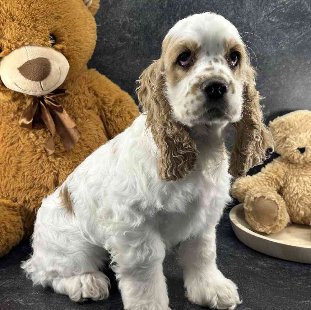 Female Cocker Spaniel Puppy for Sale in Millersburg, IN