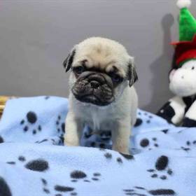Pug