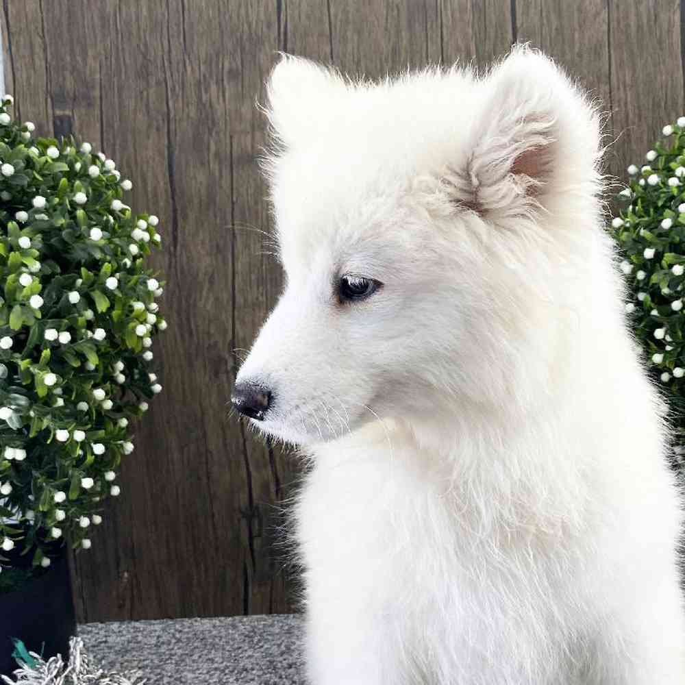 carousel pet images