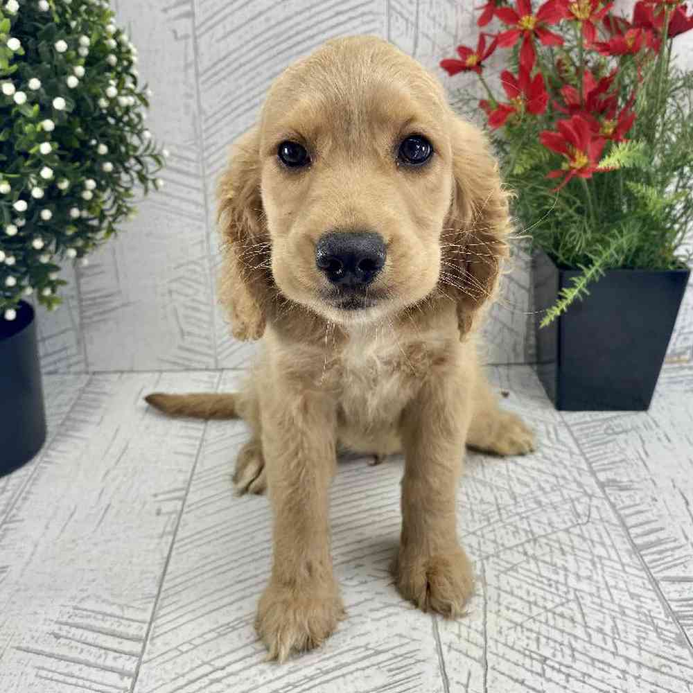 Sport retriever shop