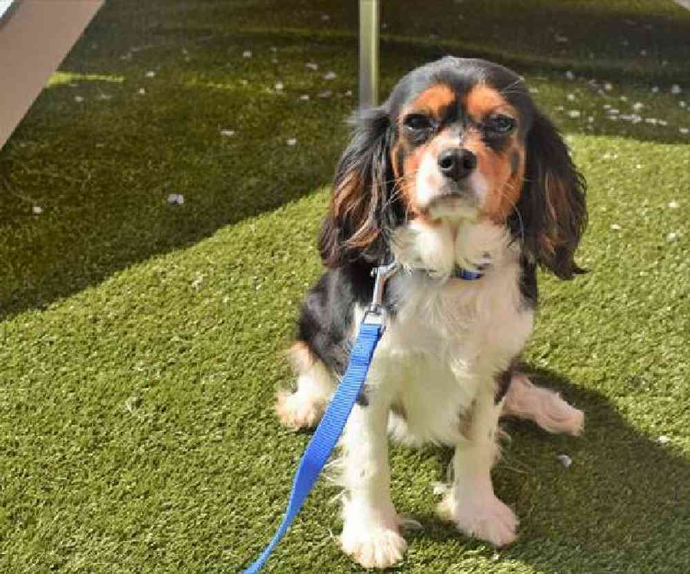 carousel pet images