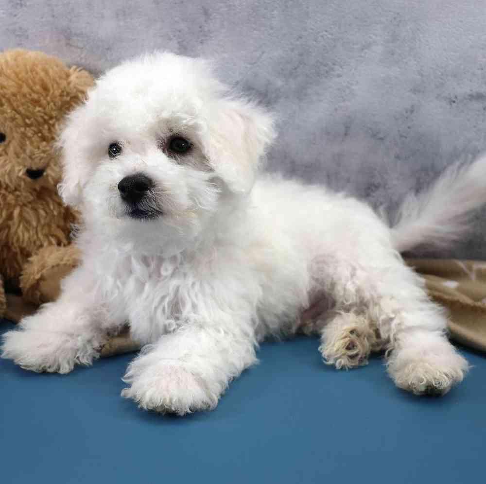 carousel pet images