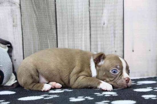 Boston Terrier