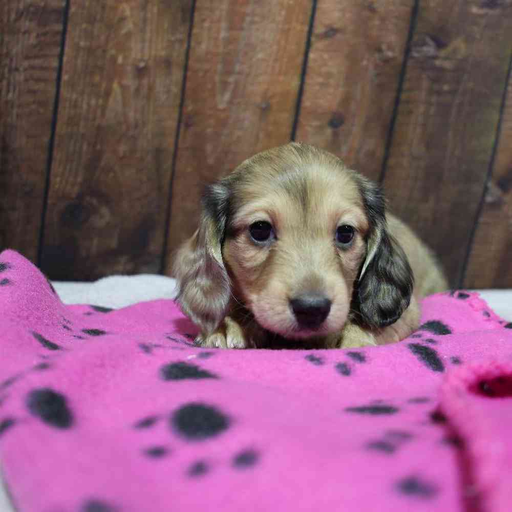 Female Dachshund Puppy for Sale in Millersburg, IN