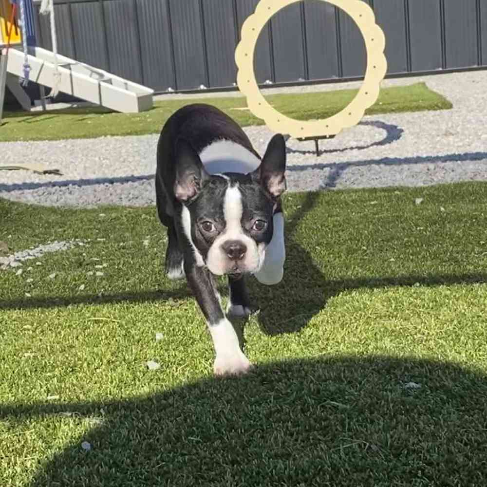 carousel pet images