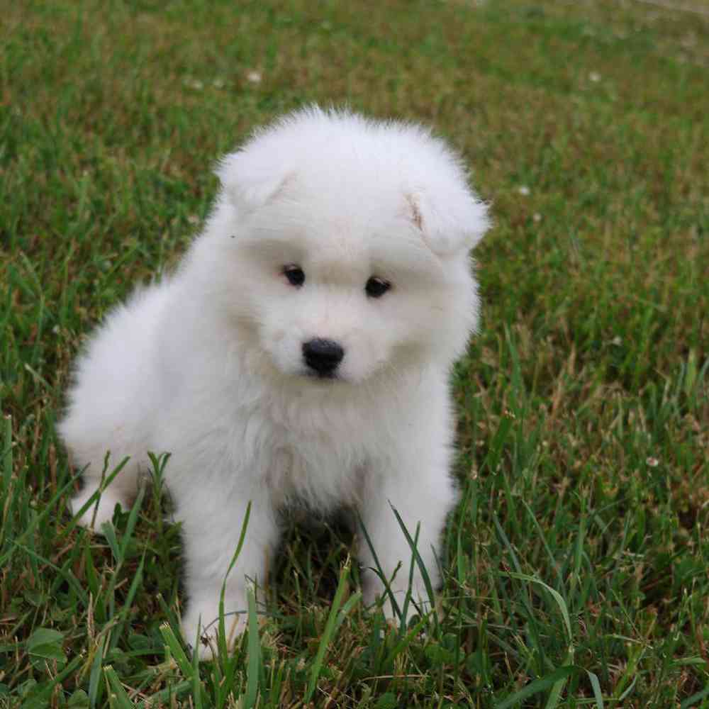 Male Samoyed Puppy for Sale in Millersburg, IN