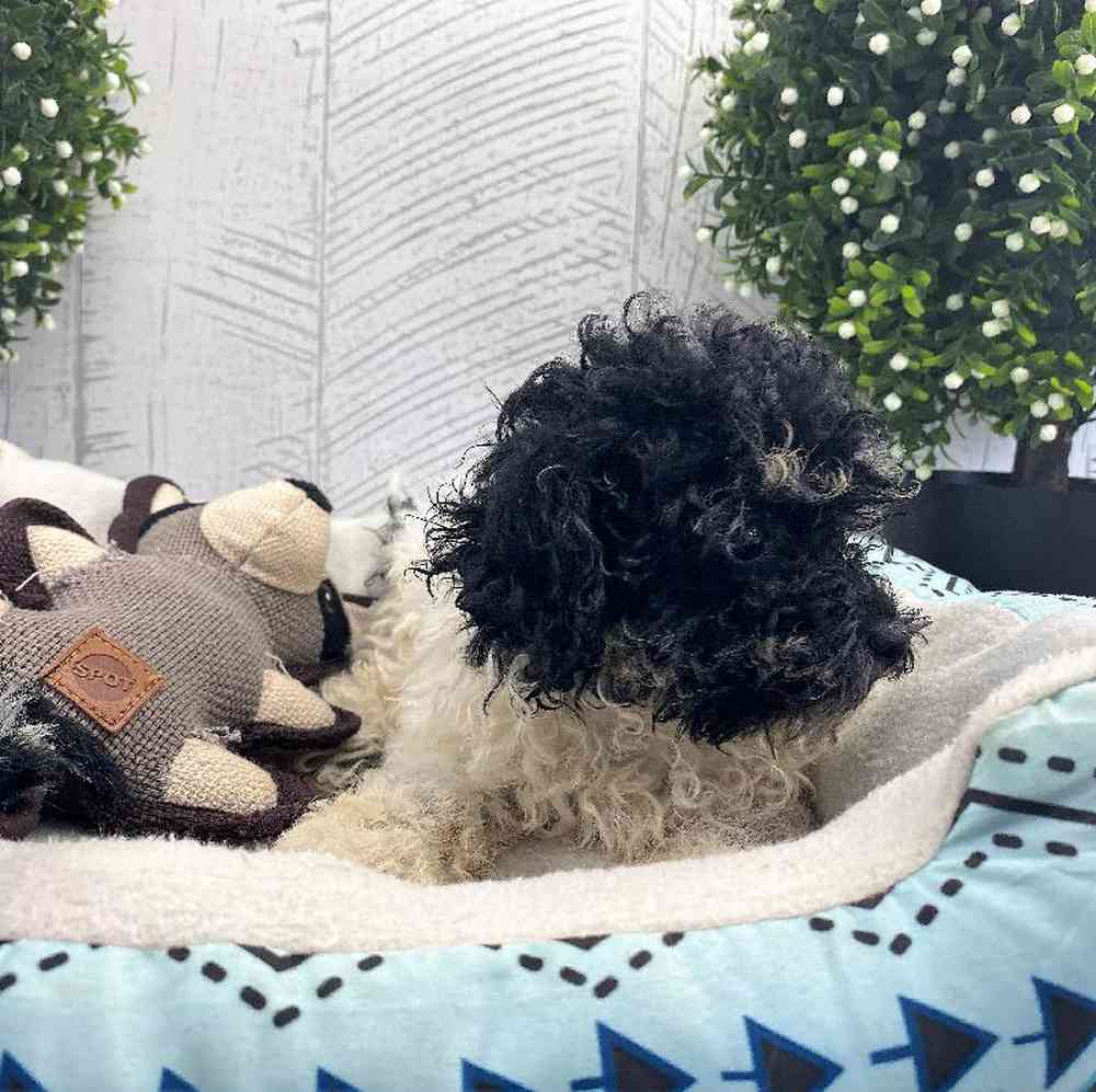 carousel pet images