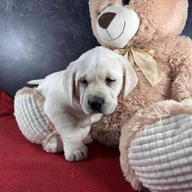 Labrador Retriever