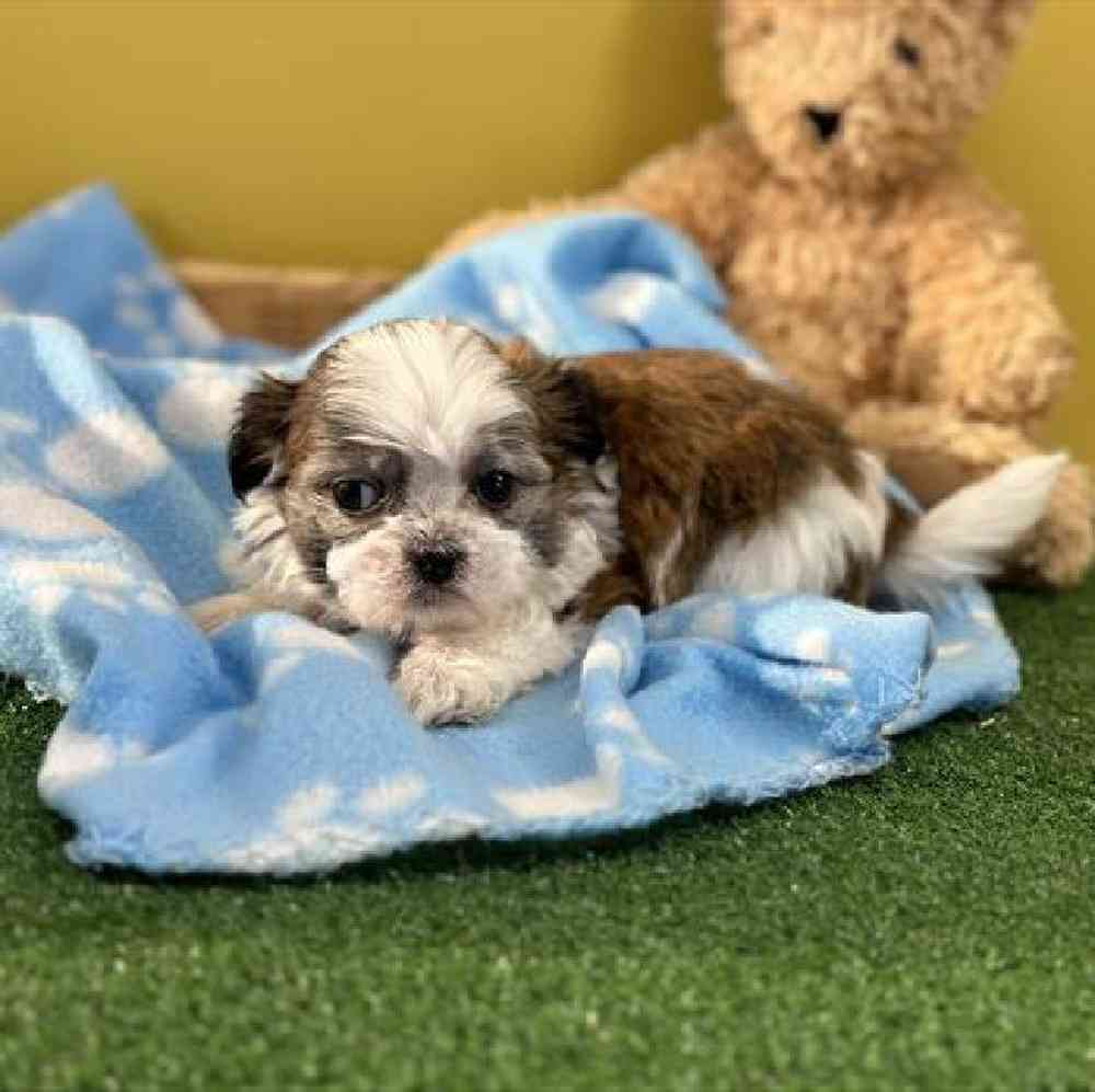 carousel pet images