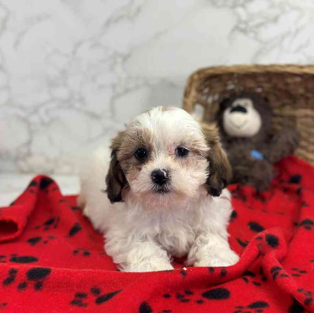 carousel pet images