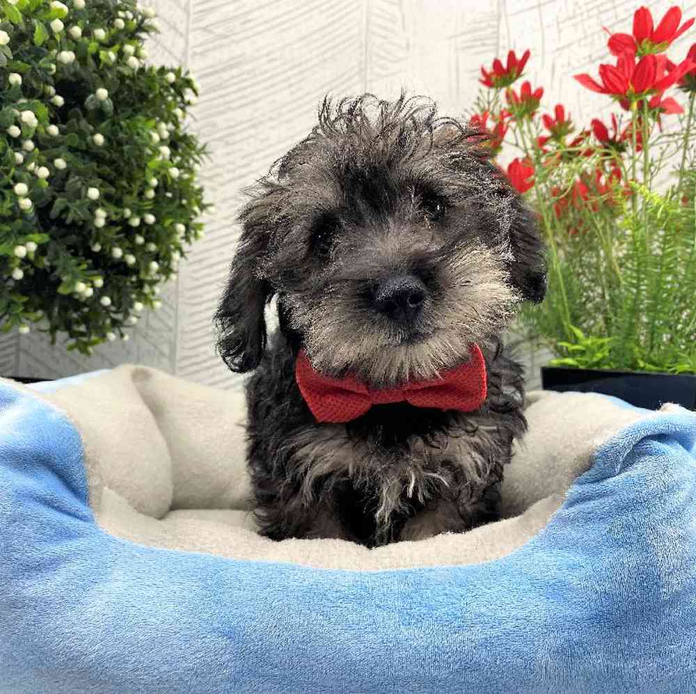 carousel pet images