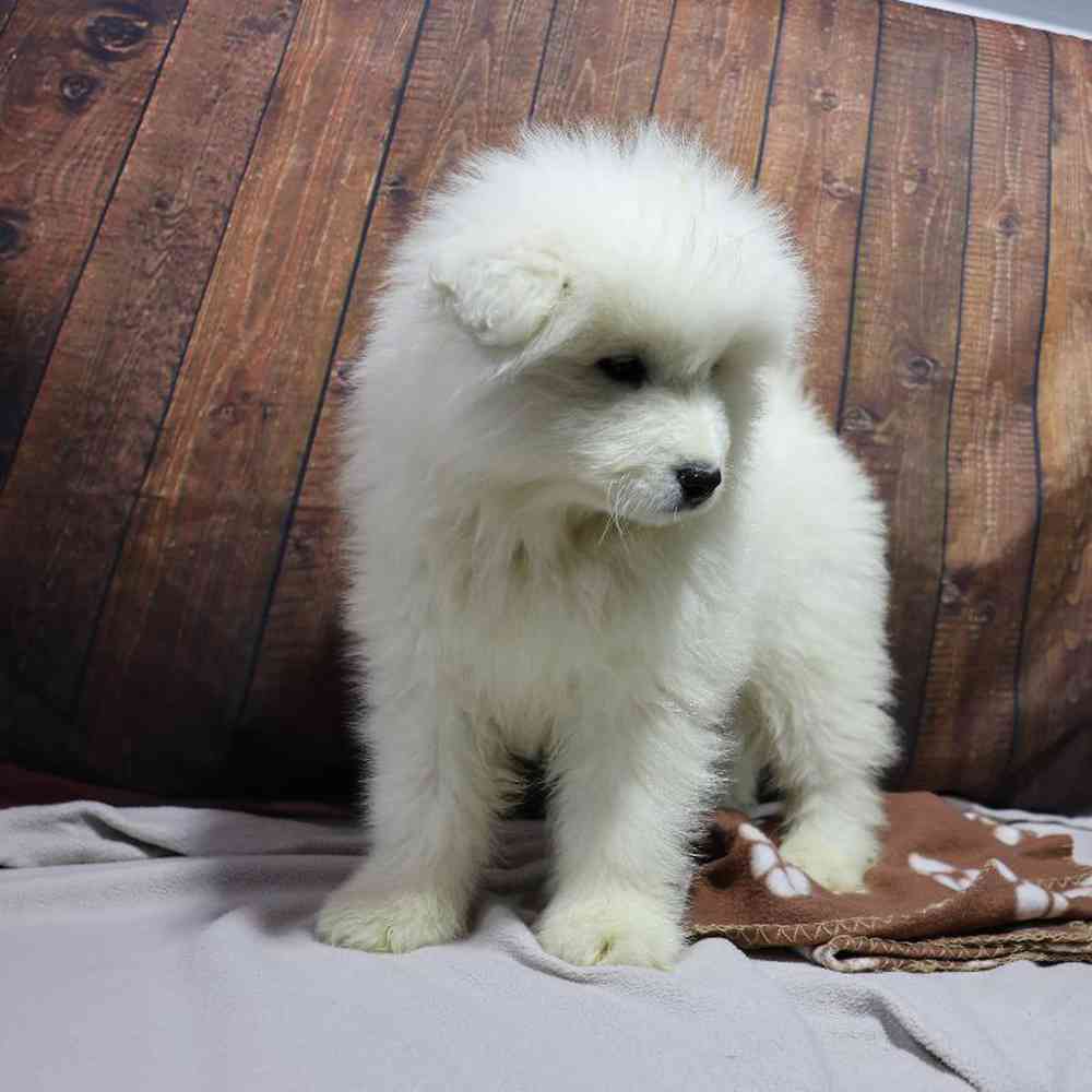 Male Samoyed Puppy for Sale in Millersburg, IN