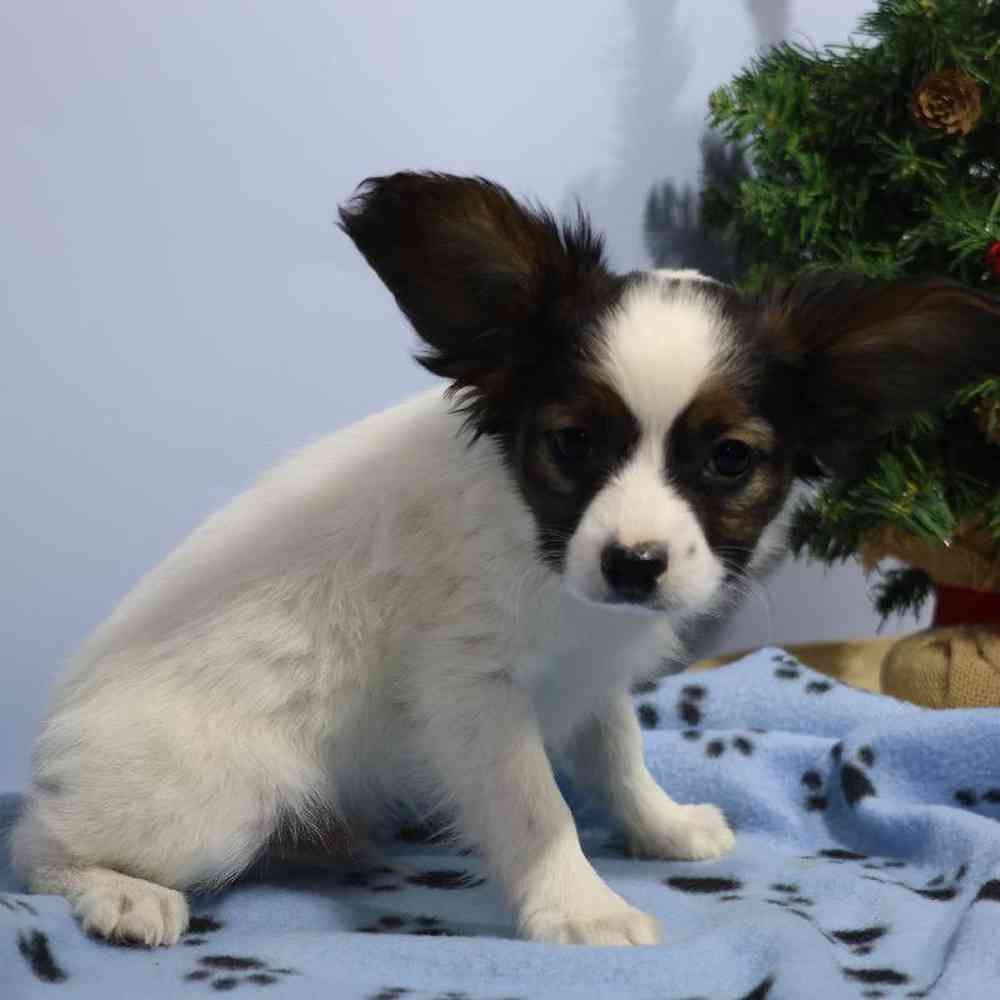 carousel pet images