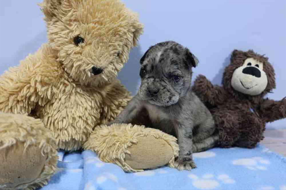 carousel pet images