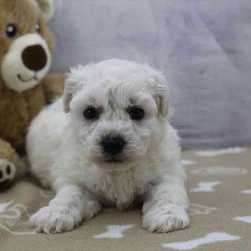 Image of a pet breed in the gallery